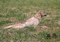 Setter Anglais ONA DE BORDABERRIA Setter Anglais ONA DE BORDABERRIA